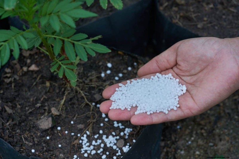 Frost Damage Recovery: 8 Proven Tips to Save Your Garden