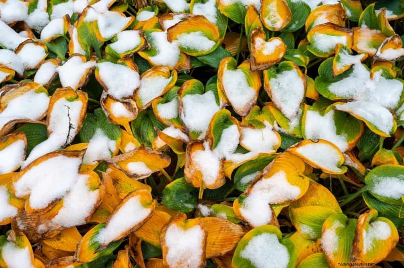 Frost Damage Recovery: 8 Proven Tips to Save Your Garden