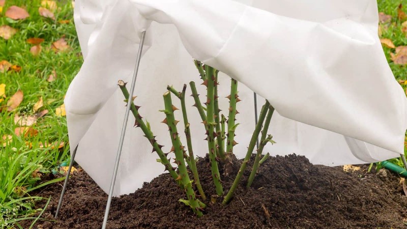 Frost Damage Recovery: 8 Proven Tips to Save Your Garden