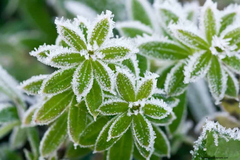 Frost Damage Recovery: 8 Proven Tips to Save Your Garden