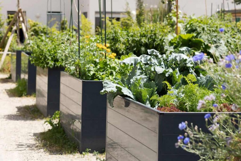 Frost Damage Recovery: 8 Proven Tips to Save Your Garden