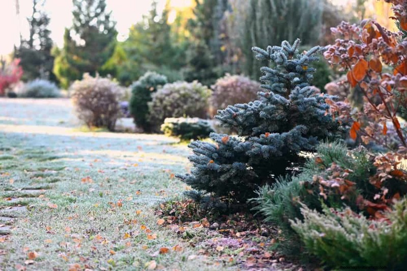 Protect Your Plants from Frost: A Gardener s Guide