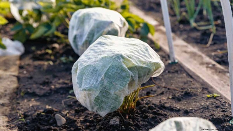 Protect Your Plants from Frost: A Gardener s Guide