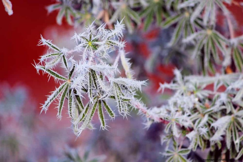 Protect Your Plants from Frost: A Gardener s Guide