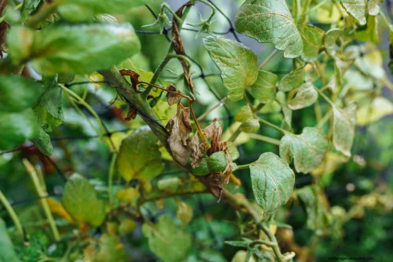 Protect Your Plants from Frost: A Gardener s Guide