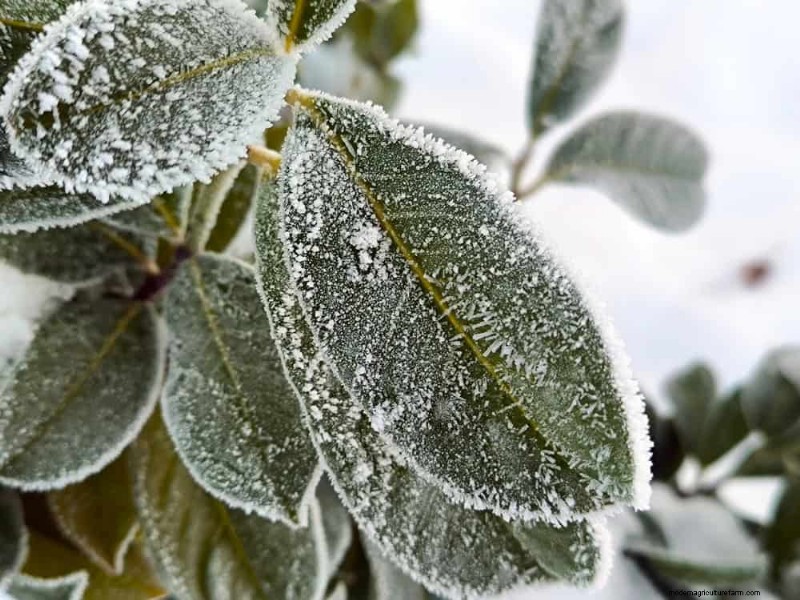 Protect Your Plants from Frost: A Gardener s Guide