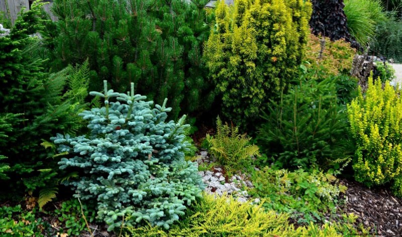 Protect Your Plants from Frost: A Gardener s Guide