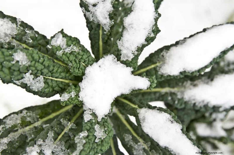 Protect Your Plants from Frost: A Gardener s Guide