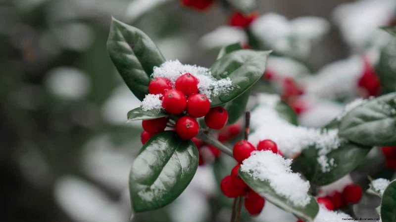 Protect Your Plants from Frost: A Gardener s Guide