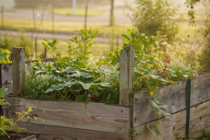 Protect Your Plants from Frost: A Gardener s Guide