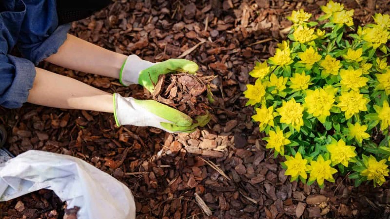 Protect Your Plants from Frost: A Gardener s Guide