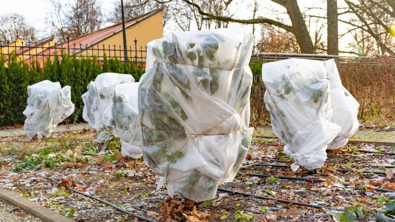 Protect Your Plants from Frost: A Gardener s Guide