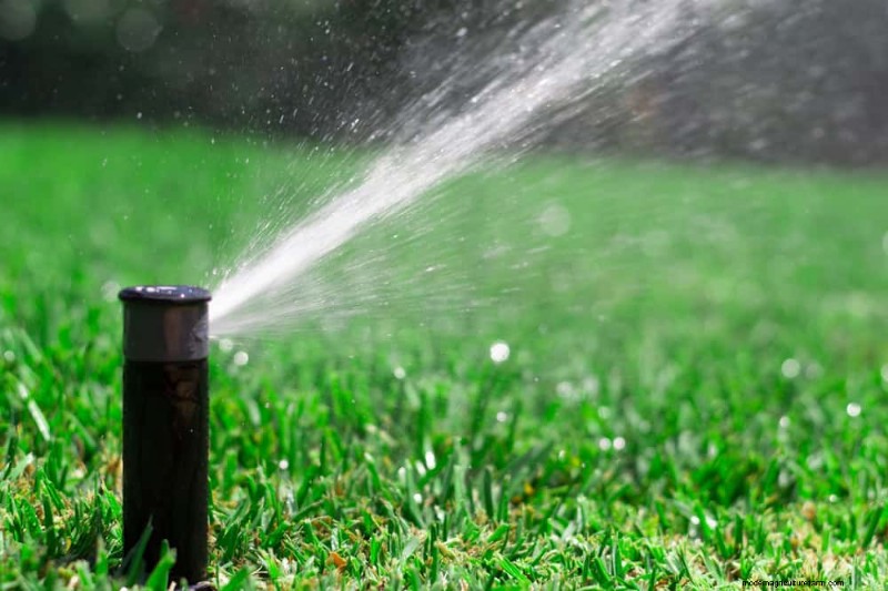 Protect Your Plants from Frost: A Gardener s Guide