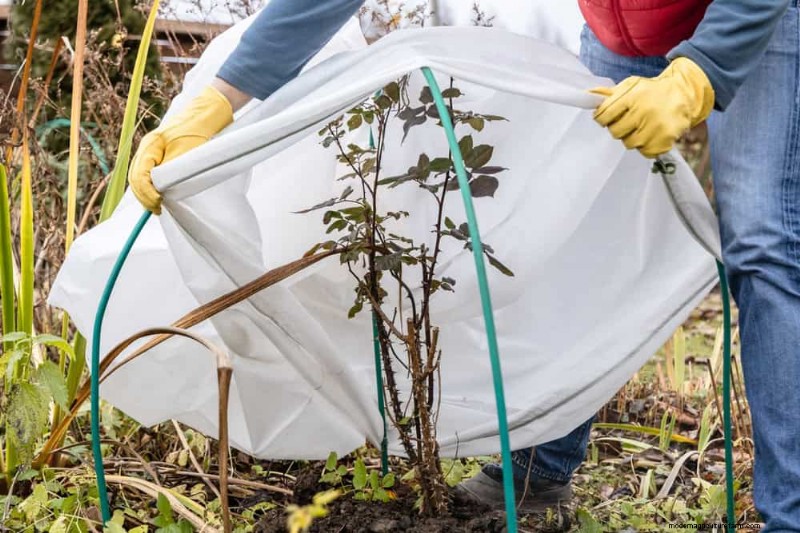Protect Your Plants from Frost: A Gardener s Guide