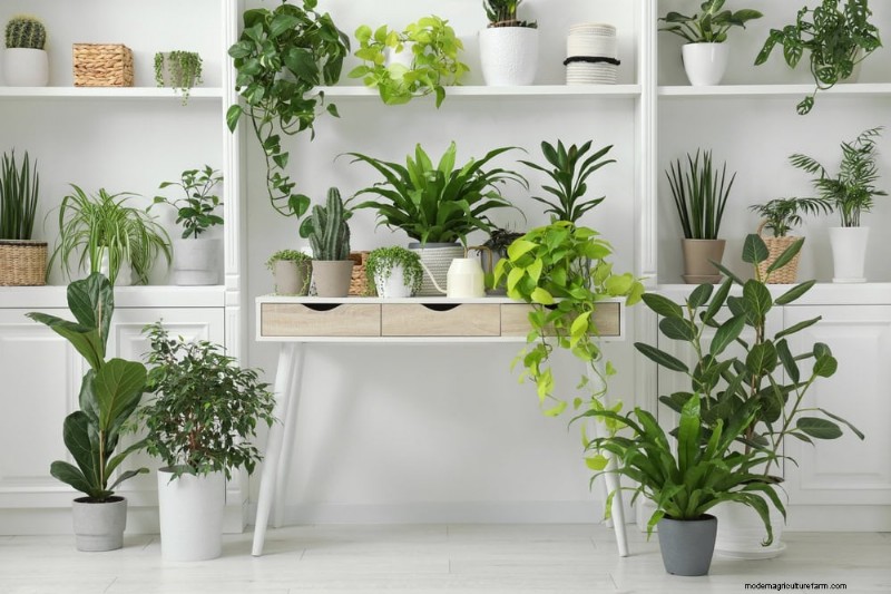 Best Houseplants for Small Spaces: 15 Low-Maintenance Options