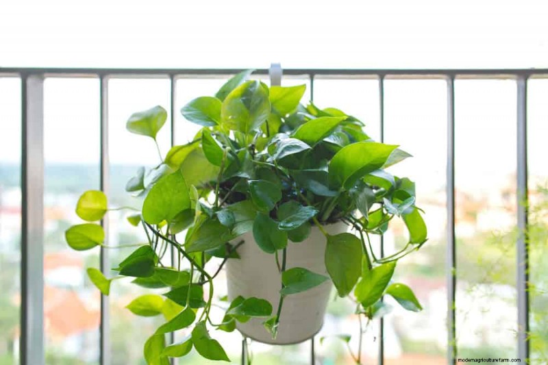 Best Houseplants for Small Spaces: 15 Low-Maintenance Options