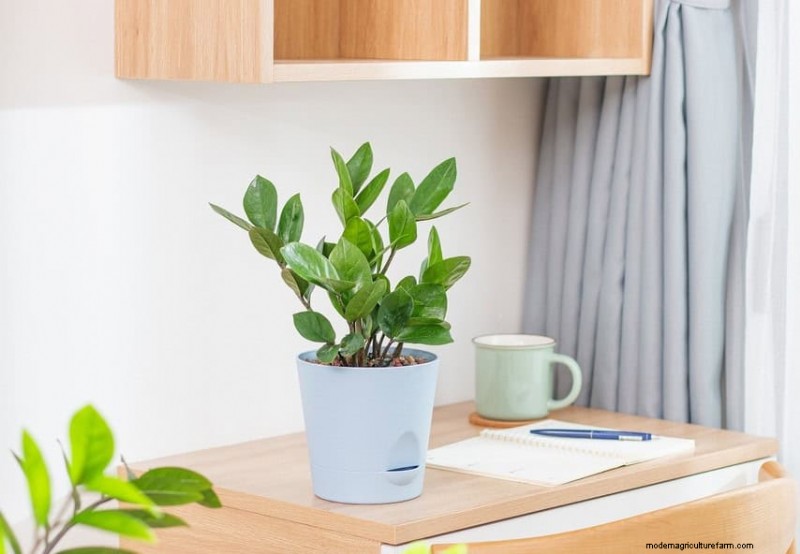Best Houseplants for Small Spaces: 15 Low-Maintenance Options
