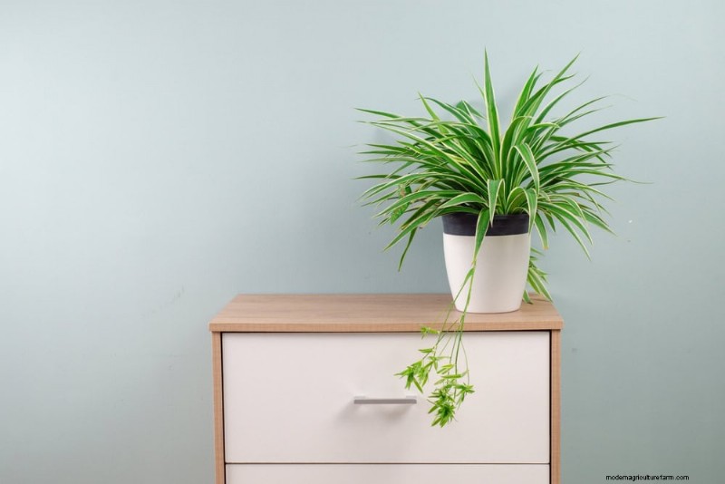 Best Houseplants for Small Spaces: 15 Low-Maintenance Options