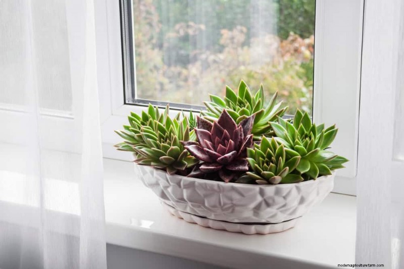 Best Houseplants for Small Spaces: 15 Low-Maintenance Options