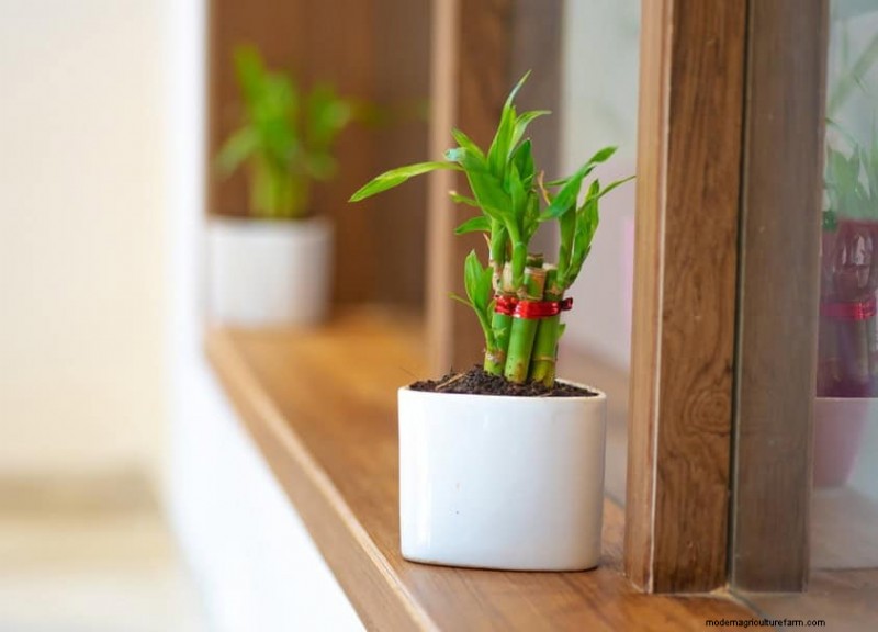 Best Houseplants for Small Spaces: 15 Low-Maintenance Options
