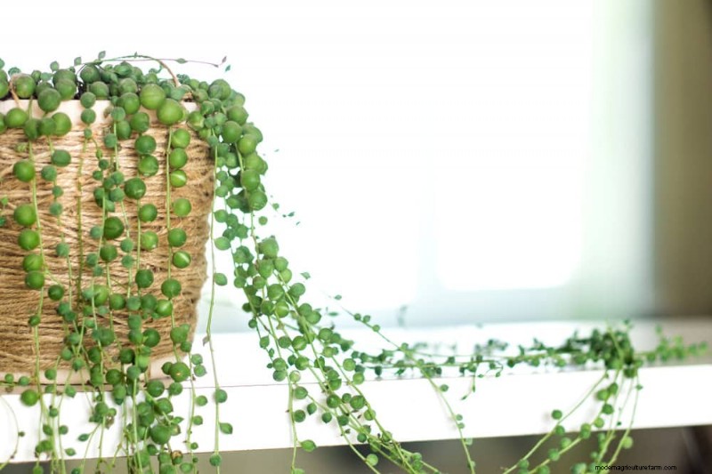 Best Houseplants for Small Spaces: 15 Low-Maintenance Options