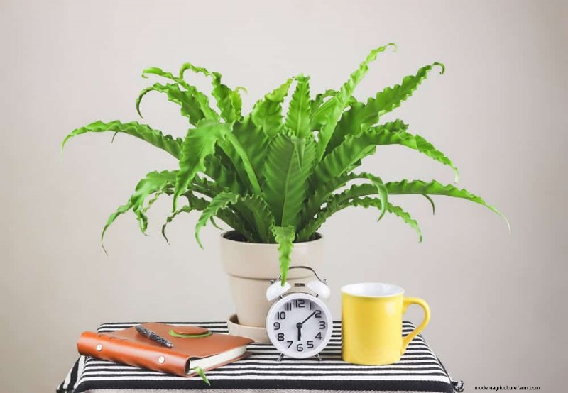 Best Houseplants for Small Spaces: 15 Low-Maintenance Options