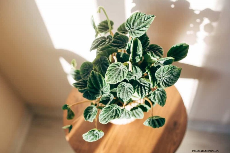 Best Houseplants for Small Spaces: 15 Low-Maintenance Options