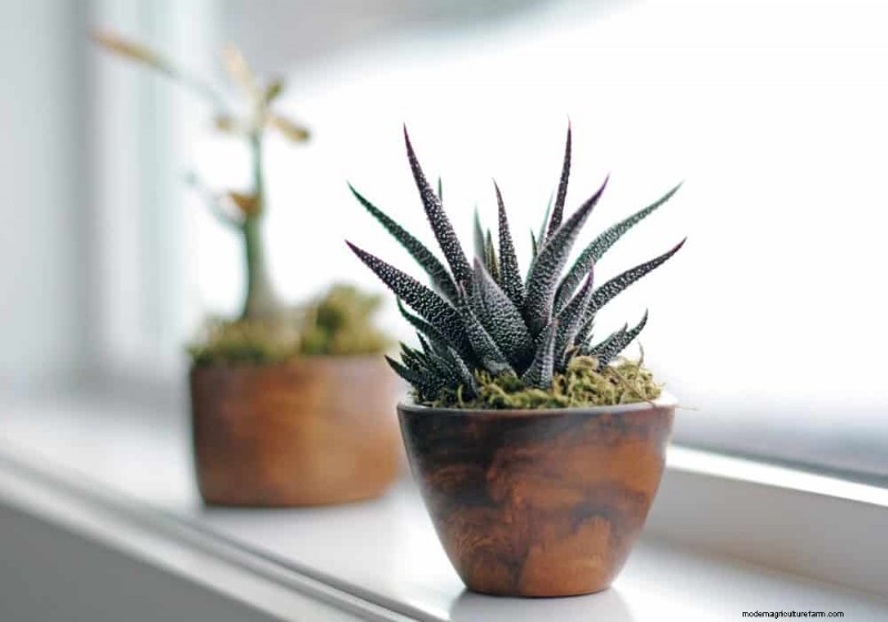 Best Houseplants for Small Spaces: 15 Low-Maintenance Options