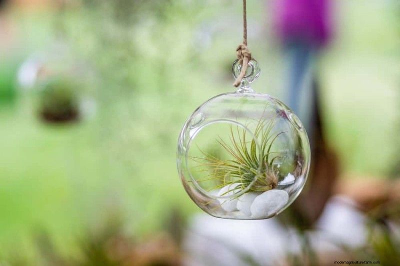 Best Houseplants for Small Spaces: 15 Low-Maintenance Options