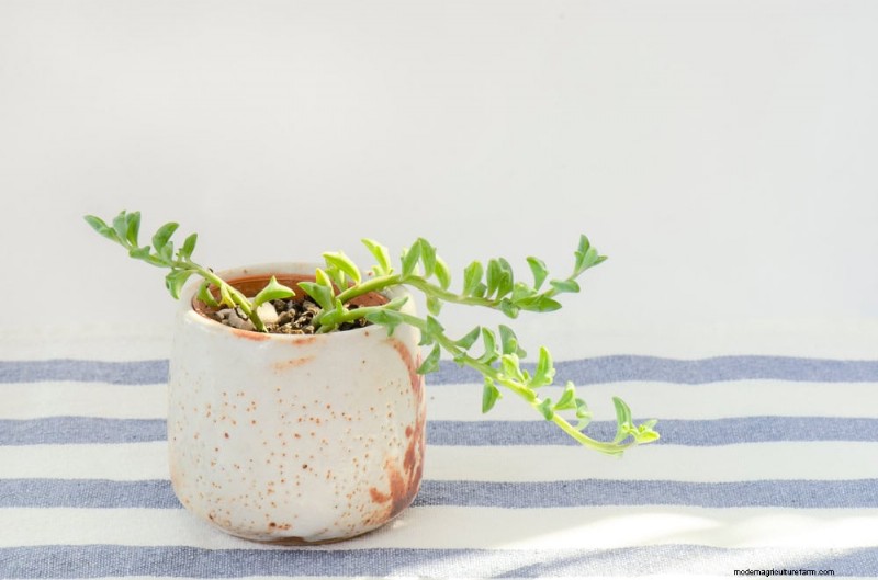 Best Houseplants for Small Spaces: 15 Low-Maintenance Options