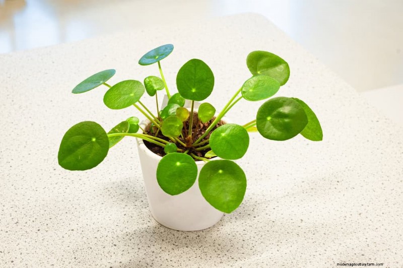 Best Houseplants for Small Spaces: 15 Low-Maintenance Options