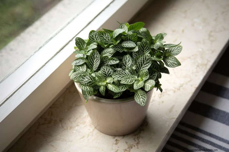 Best Houseplants for Small Spaces: 15 Low-Maintenance Options