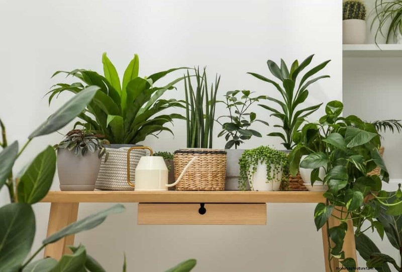 Best Houseplants for Small Spaces: 15 Low-Maintenance Options