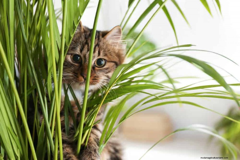 Pet-Safe Houseplants: 13 Beautiful & Easy-Care Options for Your Home