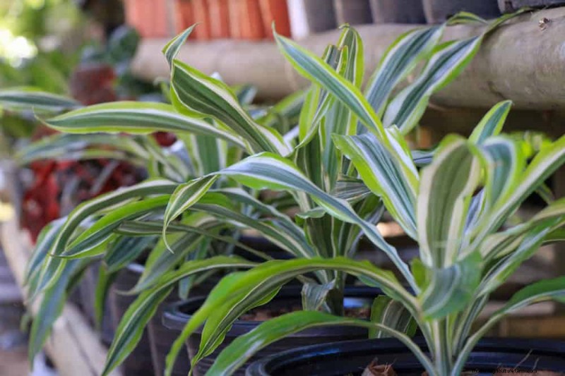 Pet-Safe Houseplants: 13 Beautiful & Easy-Care Options for Your Home