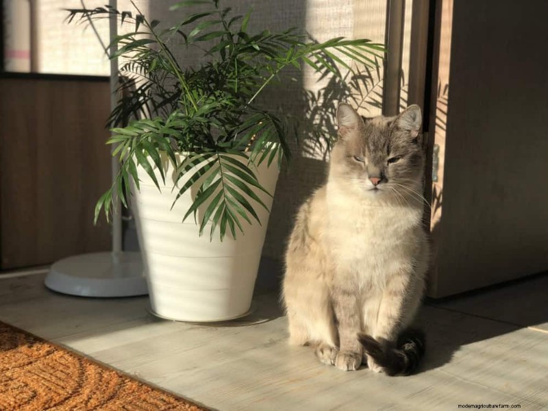Pet-Safe Houseplants: 13 Beautiful & Easy-Care Options for Your Home