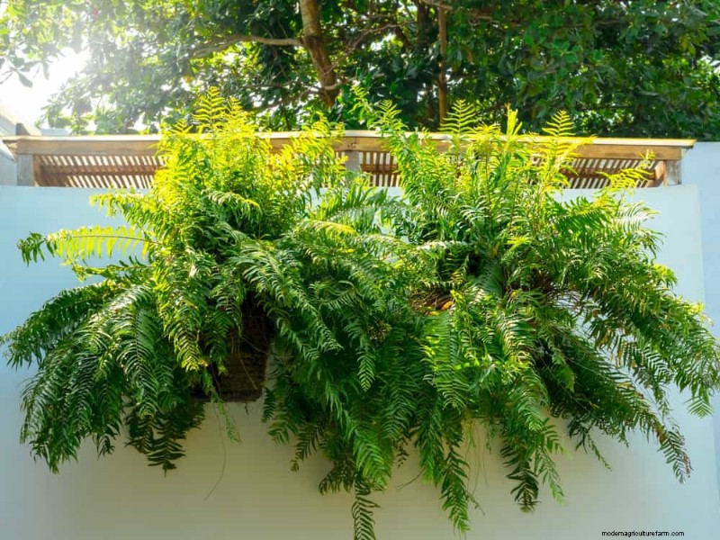 Pet-Safe Houseplants: 13 Beautiful & Easy-Care Options for Your Home