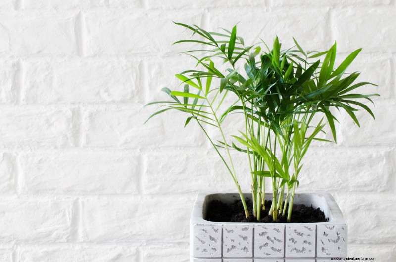 Pet-Safe Houseplants: 13 Beautiful & Easy-Care Options for Your Home