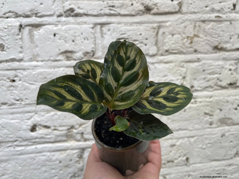 Pet-Safe Houseplants: 13 Beautiful & Easy-Care Options for Your Home