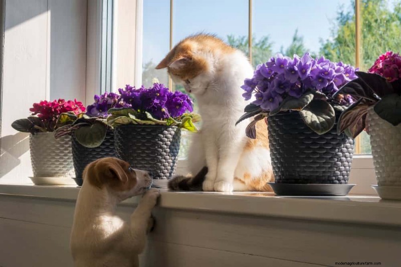 Pet-Safe Houseplants: 13 Beautiful & Easy-Care Options for Your Home
