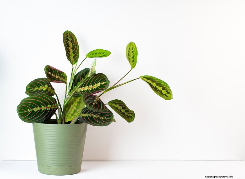 Pet-Safe Houseplants: 13 Beautiful & Easy-Care Options for Your Home