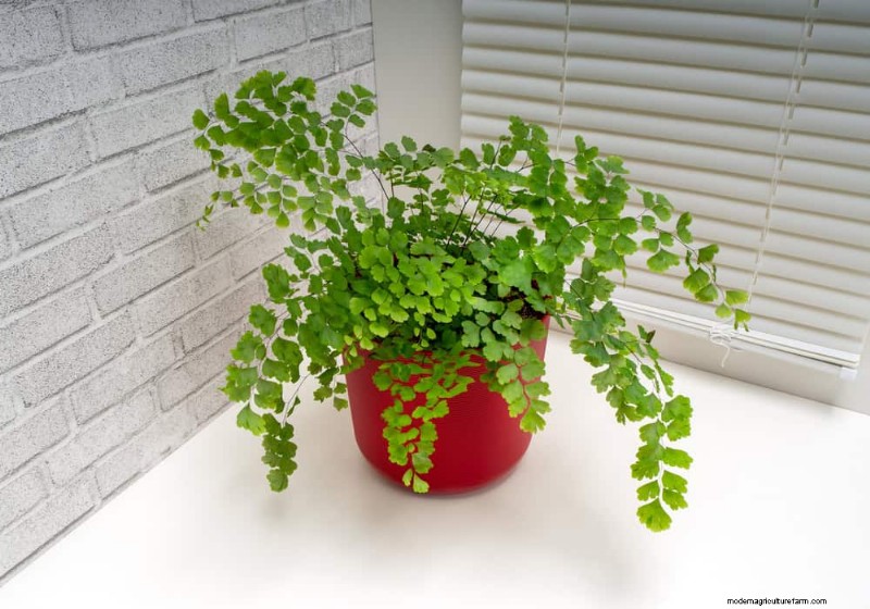 Pet-Safe Houseplants: 13 Beautiful & Easy-Care Options for Your Home