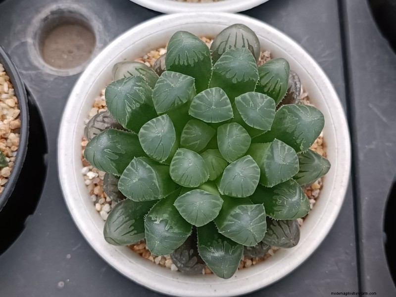 Pet-Safe Houseplants: 13 Beautiful & Easy-Care Options for Your Home