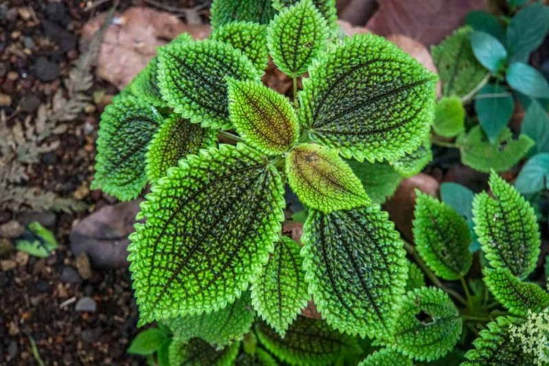 Pet-Safe Houseplants: 13 Beautiful & Easy-Care Options for Your Home