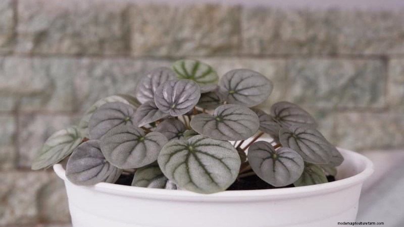 Pet-Safe Houseplants: 13 Beautiful & Easy-Care Options for Your Home