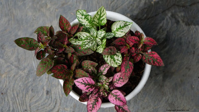 Pet-Safe Houseplants: 13 Beautiful & Easy-Care Options for Your Home