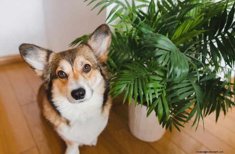 Pet-Safe Houseplants: 13 Beautiful & Easy-Care Options for Your Home
