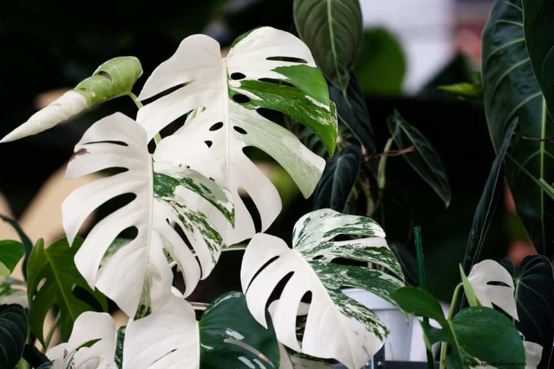 Monstera Care: 7 Expert Tips for Thriving Plants