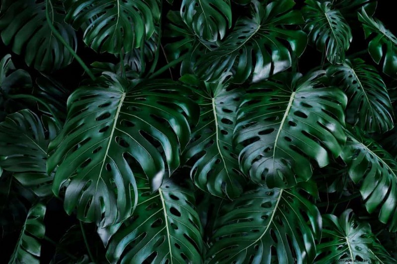 Monstera Care: 7 Expert Tips for Thriving Plants