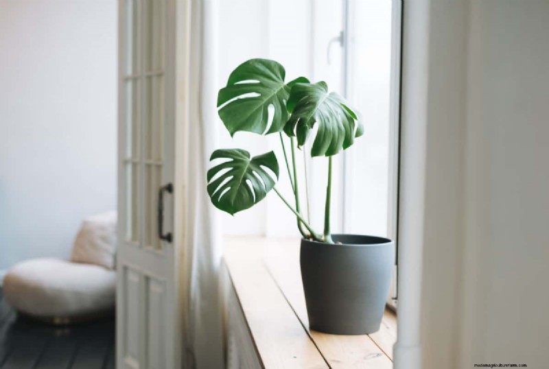 Monstera Care: 7 Expert Tips for Thriving Plants